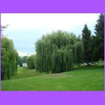 Weeping Willow.jpg